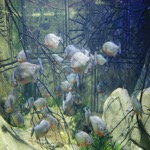 Piranha School